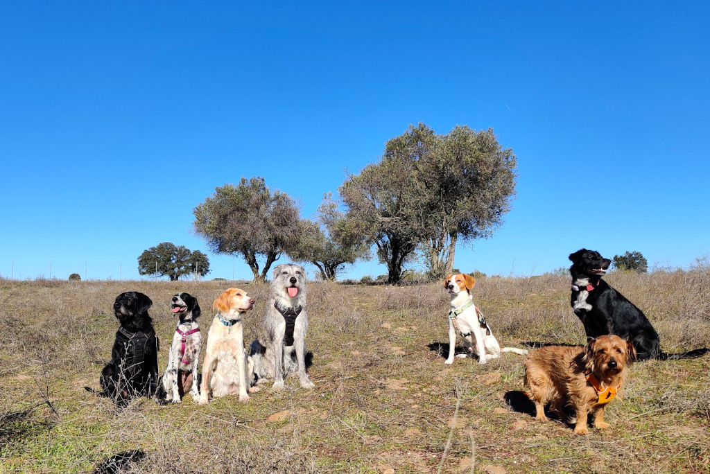 Equipo canino de 7 perros - Brunete