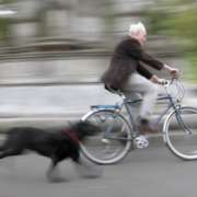 perro corriendo tras una bicicleta