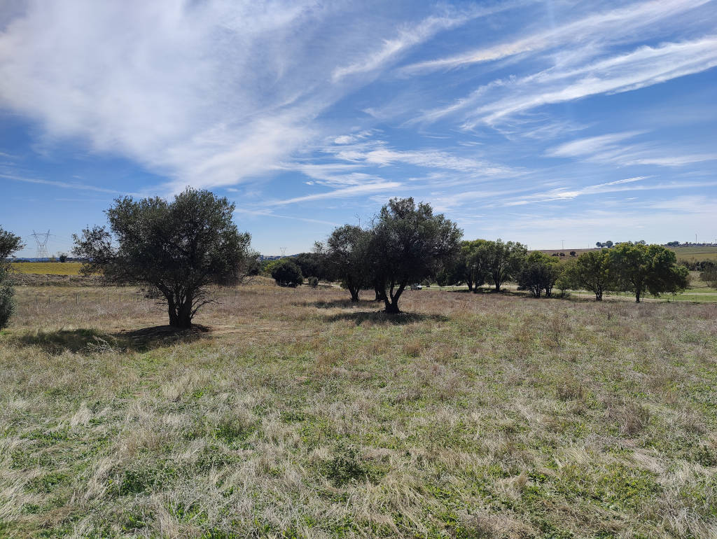 Terreno con olivos