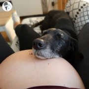 Tripa de embarazada con una perra negra apoyada encima