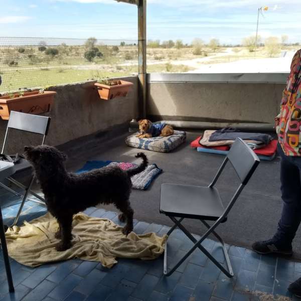 Trabajo de entrenamiento con perros en la terraza de la escuela de Sentido Animal