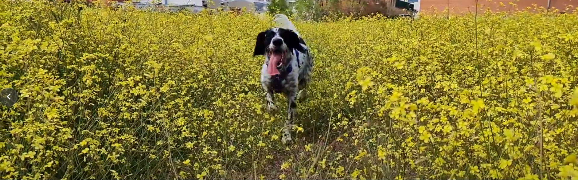 PASIÓN POR LOS ANIMALES, VOCACIÓN POR EL ENTRENAMIENTO Y EL BIENESTAR ANIMAL