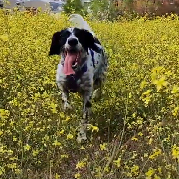 PASIÓN POR LOS ANIMALES, VOCACIÓN POR EL ENTRENAMIENTO Y EL BIENESTAR ANIMAL