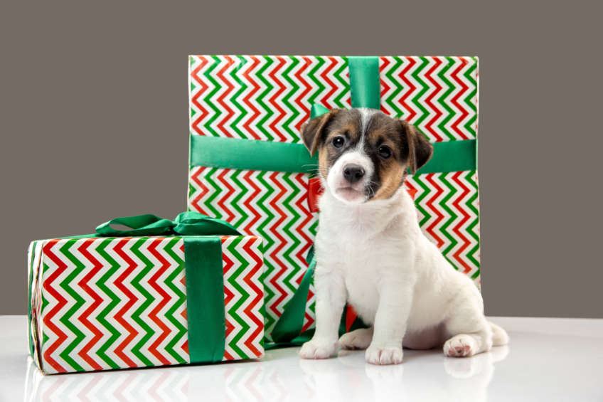 Cachorro con dos regalos, posando para cámara