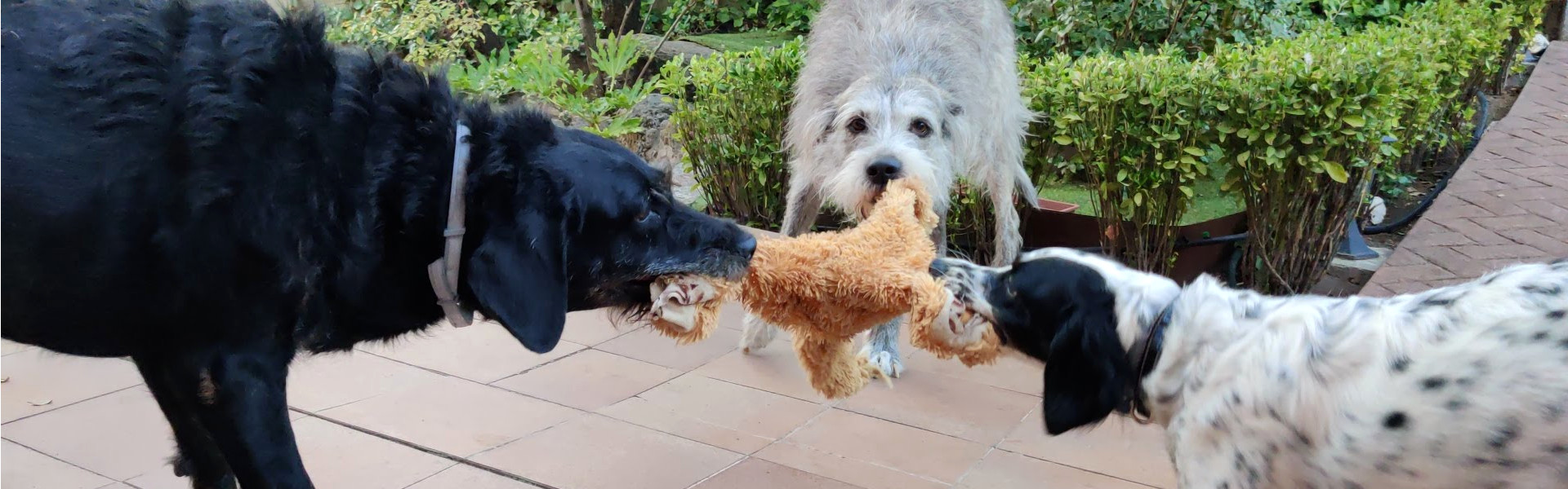 Minipacks de educación canina en Madrid para mejorar el vínculo y la conducta.