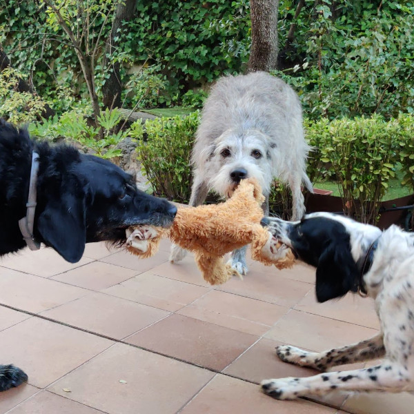 Minipack de adiestramiento canino en Madrid.