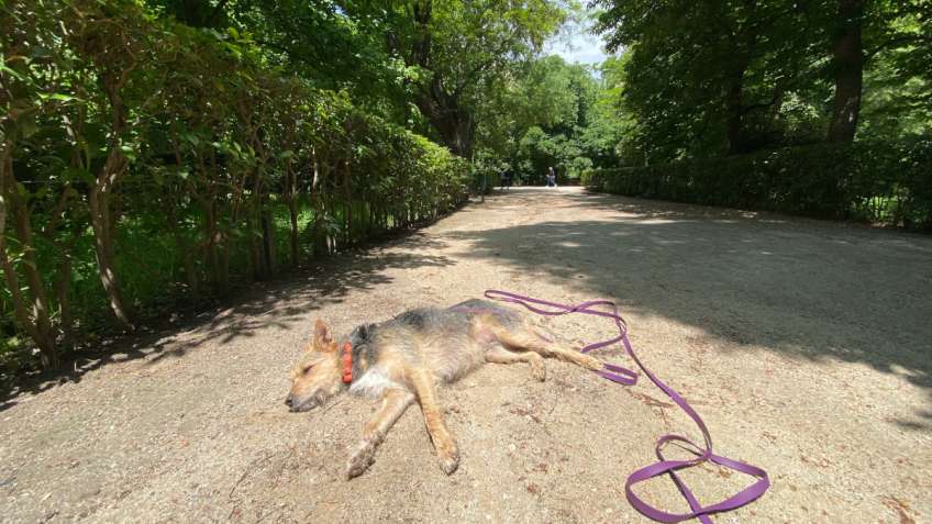 Perra mestiza con dolor tumbada en un camino de tierra