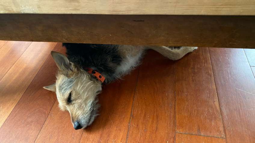 Perra mestiza con dolor tumbada debajo de una mesa