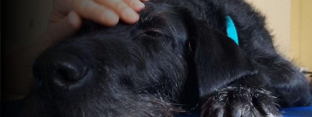 prácticas intervenciones asistidas con animales