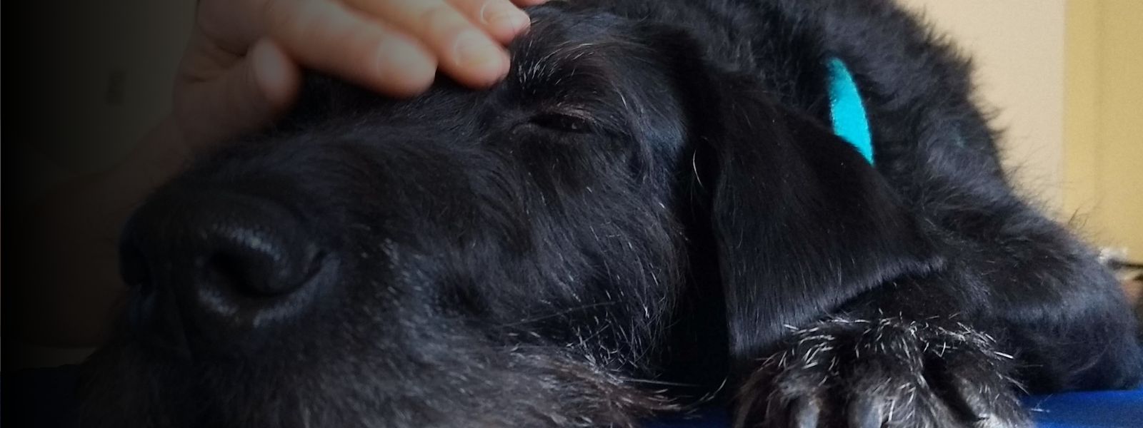 prácticas intervenciones asistidas con animales