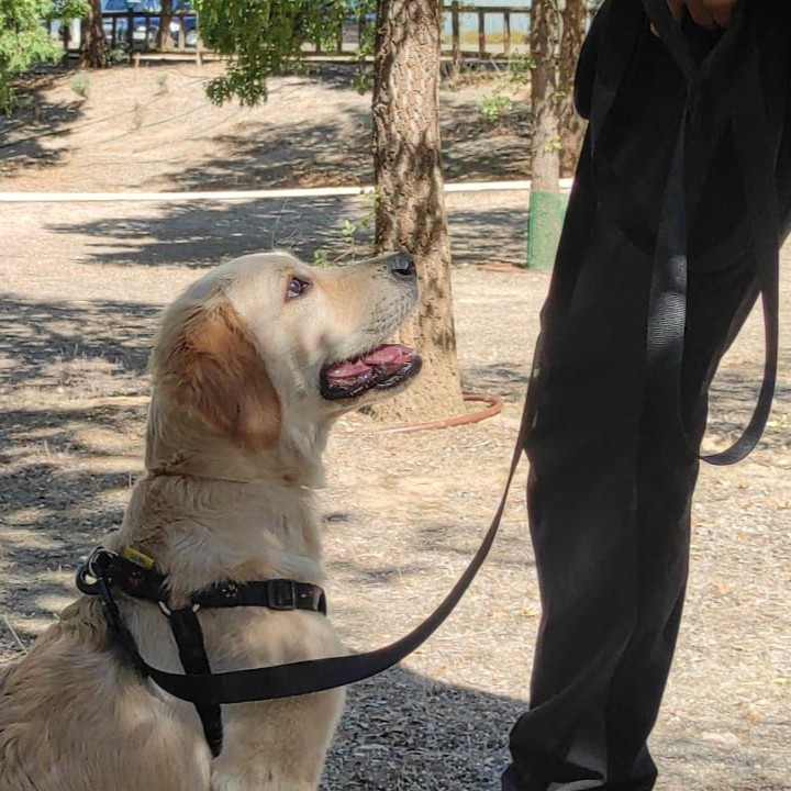 paseos educativos con perros