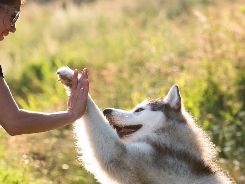 adiestramiento canino online