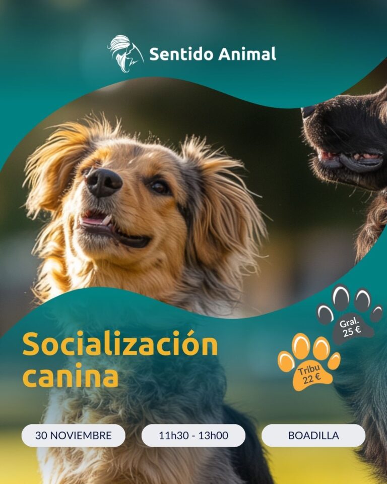 Socialización Boadilla