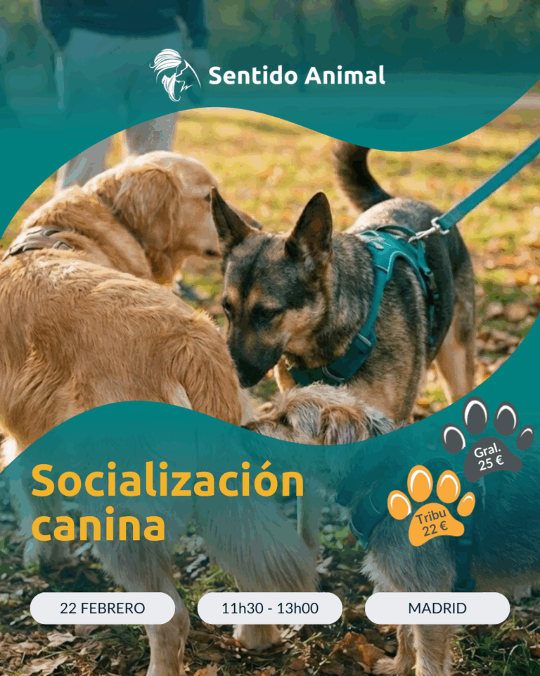 Socialización Canina   Febrero 2025