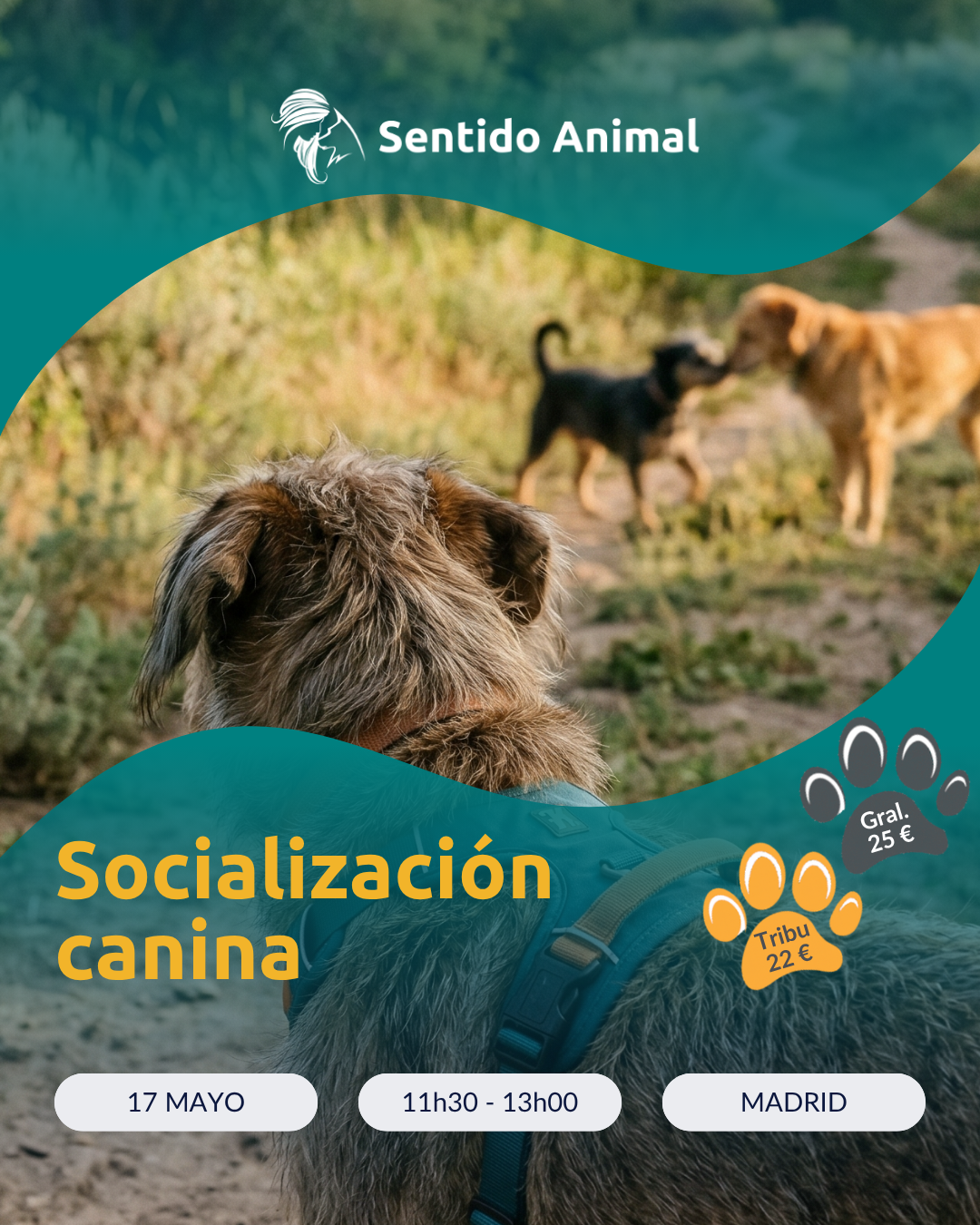 Socializacion Canina Mayo 2026