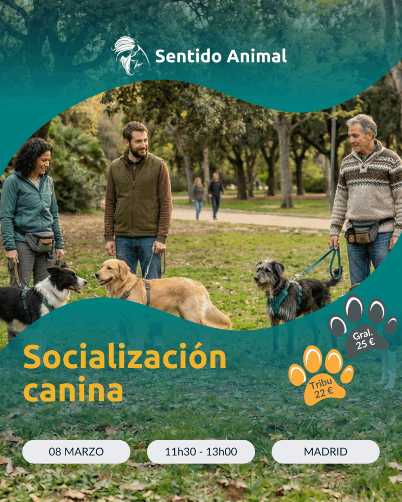 Socialización canina en Madrid - Paseo guiado con educadoras caninas de Sentido Animal