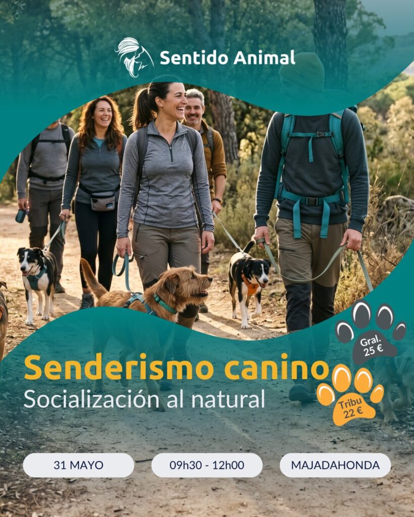 Cartel del senderismo canino del 31 de mayo en Majadahonda con grupo de personas y sus perras paseando por un sendero entre pinos