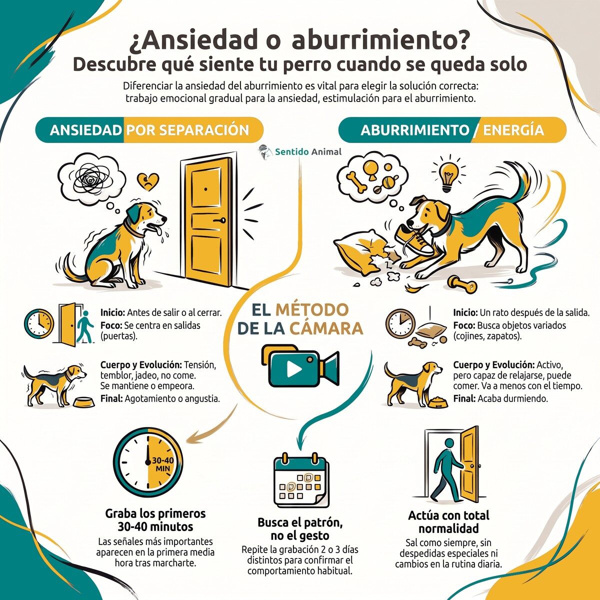 Infografía: ansiedad por separación vs aburrimiento en perros y el método de la cámara