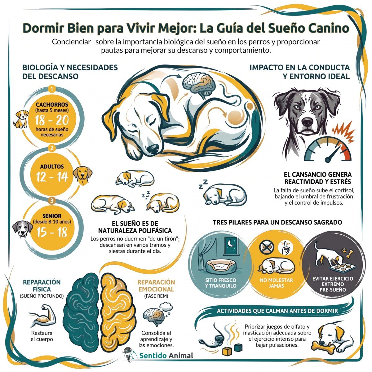 Infografía: dormir bien para vivir mejor, guía del sueño canino con horas por edad y pautas de descanso