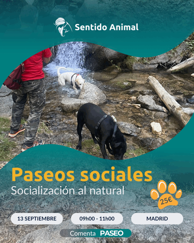 Cartel De Paseos Sociales De Sentido Animal, Socialización Al Natural En Madrid