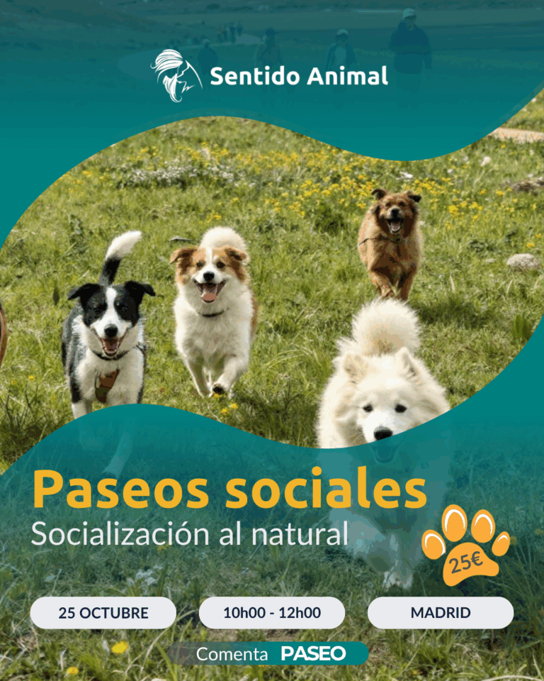 Cartel De Paseos Sociales De Sentido Animal, Socialización Al Natural En Madrid