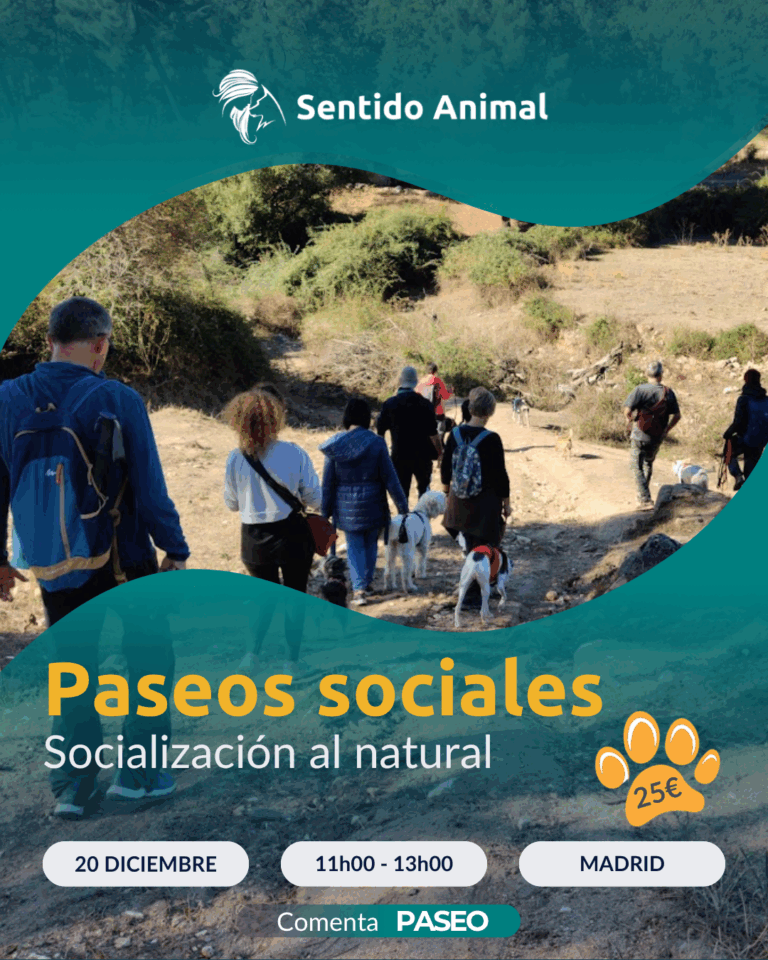 Cartel De Paseos Sociales De Sentido Animal, Socialización Al Natural En Madrid