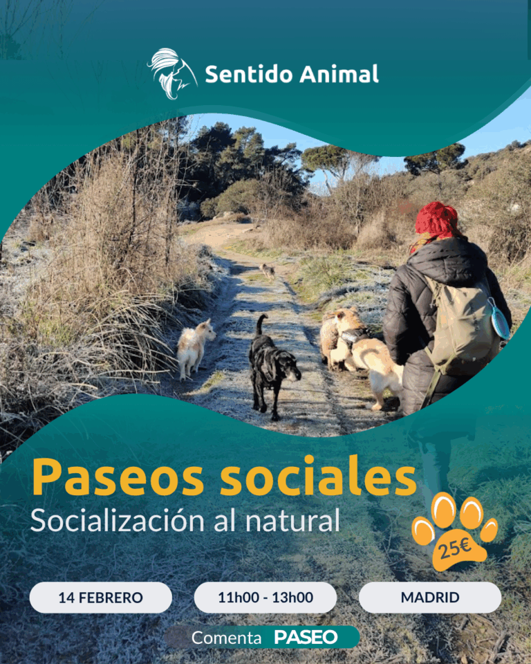 Cartel De Paseos Sociales De Sentido Animal, Socialización Al Natural En Madrid