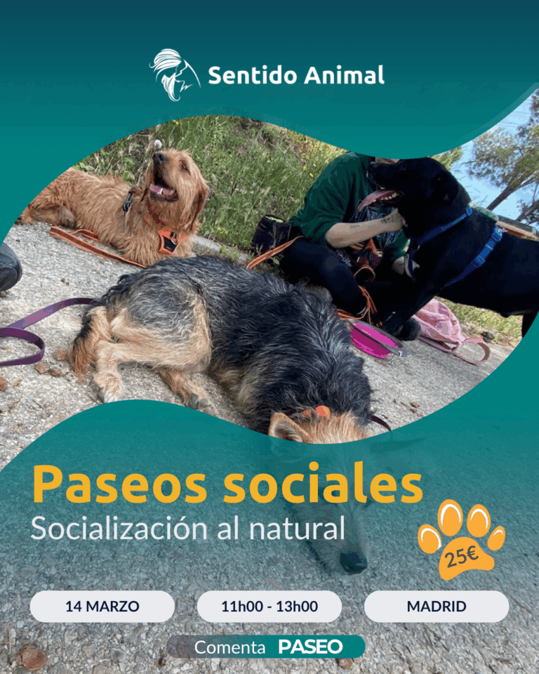 Cartel De Paseos Sociales De Sentido Animal, Socialización Al Natural En Madrid