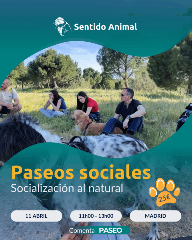 Cartel De Paseos Sociales De Sentido Animal, Socialización Al Natural En Madrid