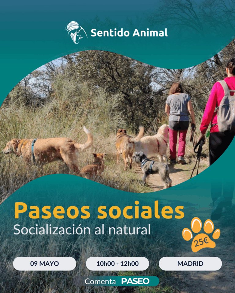 Cartel De Paseos Sociales De Sentido Animal, Socialización Al Natural En Madrid
