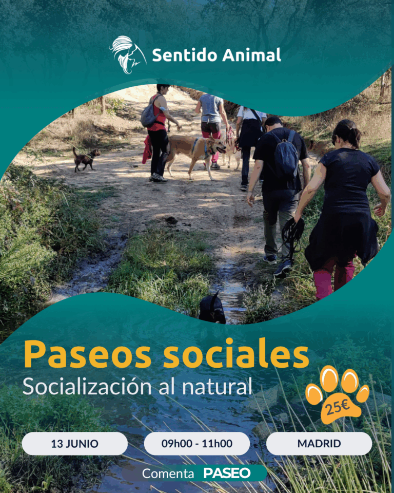 Cartel De Paseos Sociales De Sentido Animal, Socialización Al Natural En Madrid