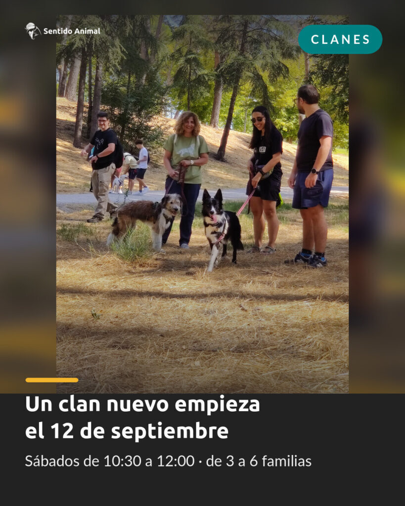 Familias con sus perras en una sesión de clan de educación canina en Madrid