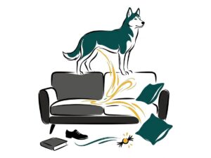 Husky de pie sobre el sofá haciéndose pis junto a un cojín y un zapato, ilustración line art de Sentido Animal
