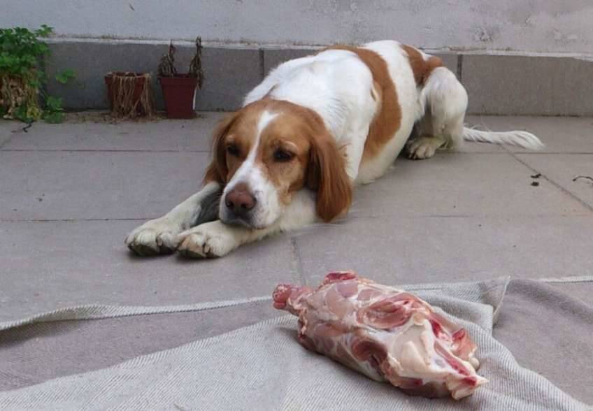 BARF Apetito