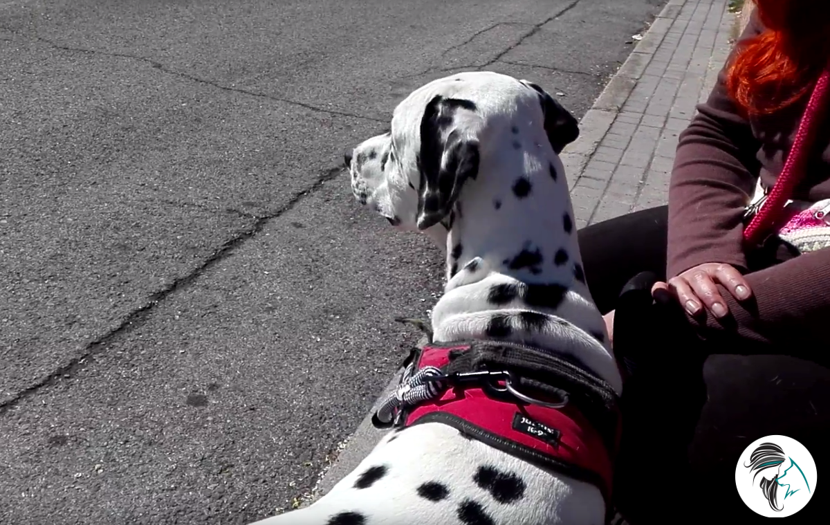 Paseo contemplando el paisaje con dálmata